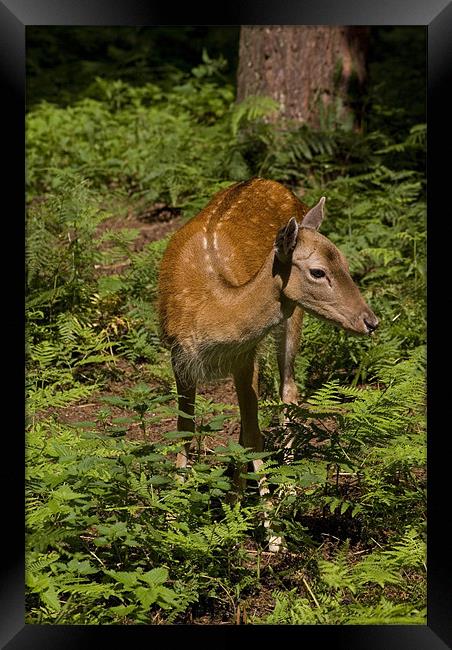 Fallow Deer Framed Print by Alan Pickersgill