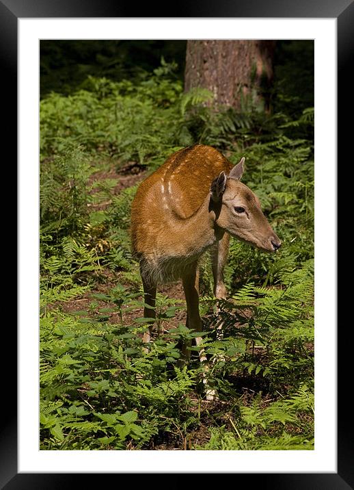 Fallow Deer Framed Mounted Print by Alan Pickersgill