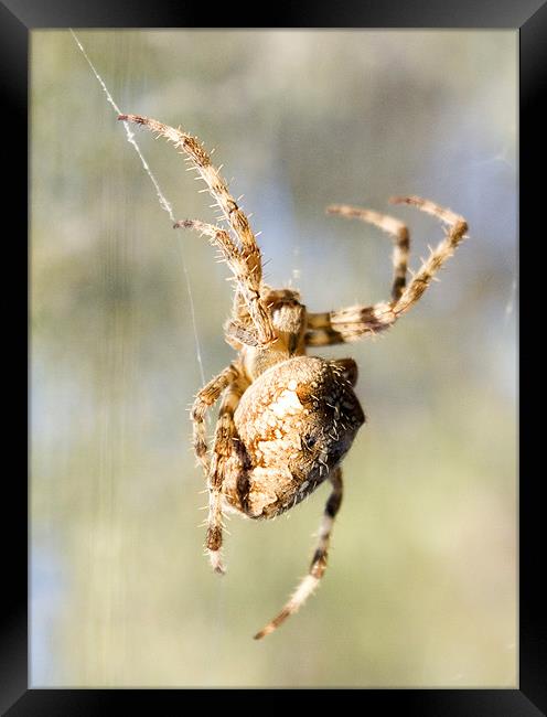 Spider 2 Framed Print by Alan Pickersgill