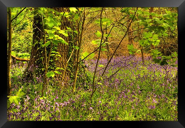 Bluebell Wood Framed Print by Alan Pickersgill