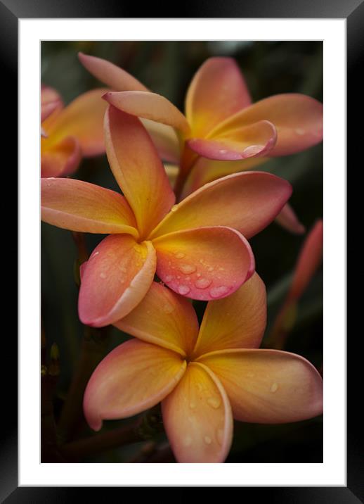Frangipani Flowers after a shower Framed Mounted Print by Alan Pickersgill