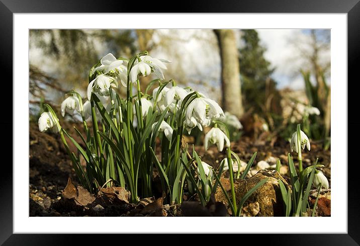 Snowdrop group Framed Mounted Print by Alan Pickersgill