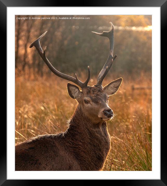 A deer standing in a field looking at the camera Framed Mounted Print by Andrew percival