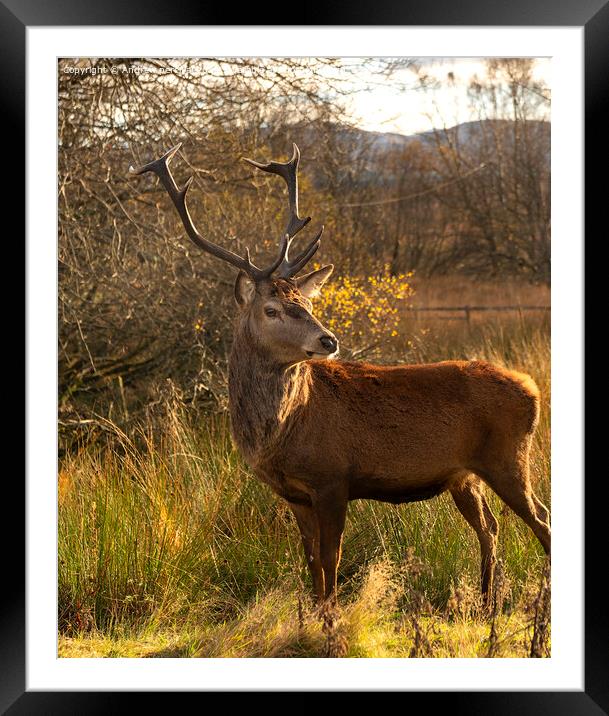 A deer standing in a field Framed Mounted Print by Andrew percival
