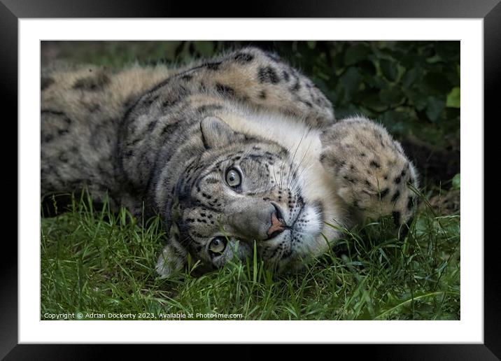 Snow Leopard playing in the grass Framed Mounted Print by Adrian Dockerty
