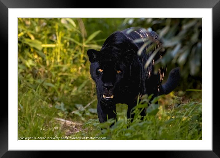 Black Jaguar Framed Mounted Print by Adrian Dockerty