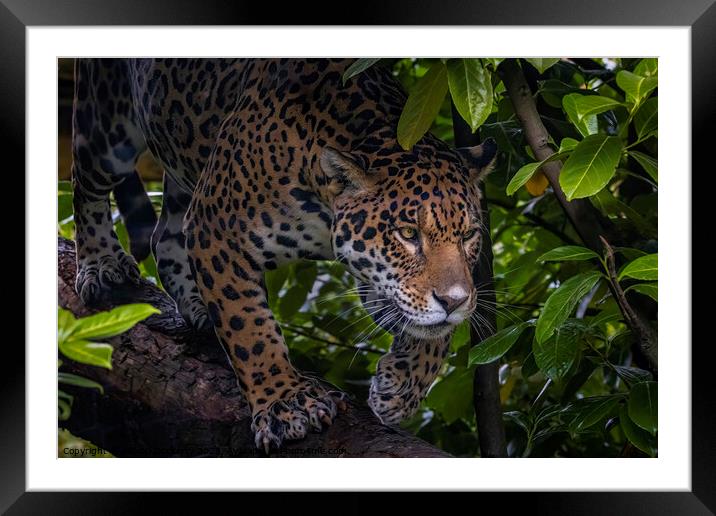 Jungle Jag Framed Mounted Print by Adrian Dockerty