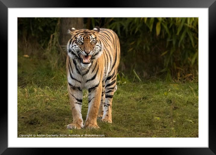 Tiger Framed Mounted Print by Adrian Dockerty