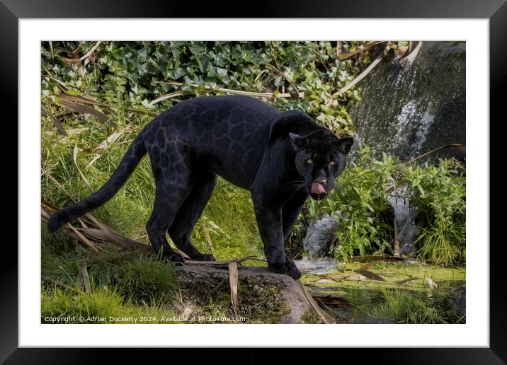 A black jaguar  Framed Mounted Print by Adrian Dockerty