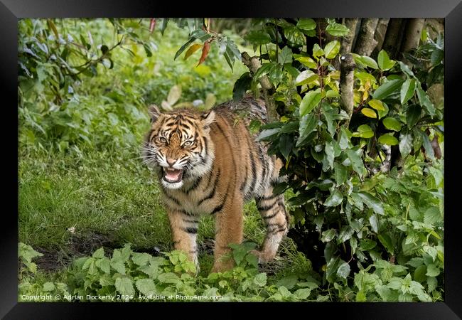 Sumatran Tiger Raya Framed Print by Adrian Dockerty