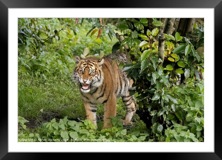 Sumatran Tiger Raya Framed Mounted Print by Adrian Dockerty