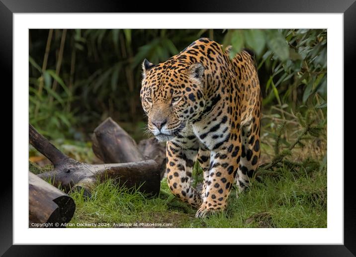 Animal  Framed Mounted Print by Adrian Dockerty