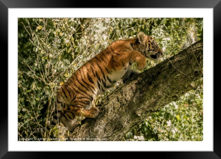 A tiger cub climbing a tree Framed Mounted Print by Adrian Dockerty