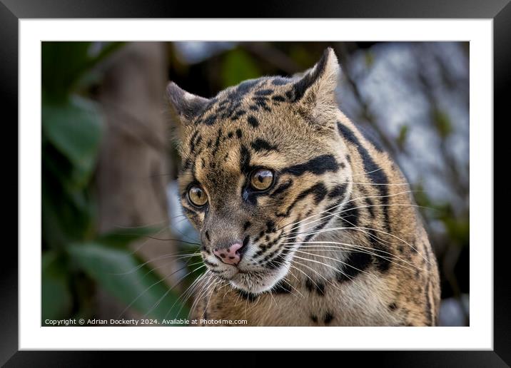 A cat with its mouth open Framed Mounted Print by Adrian Dockerty