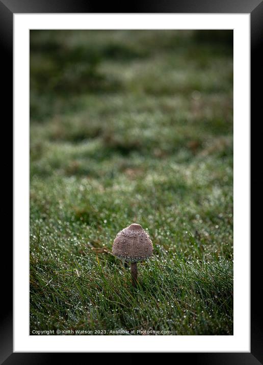 Toadstool with Dew.  Framed Mounted Print by Keith Watson