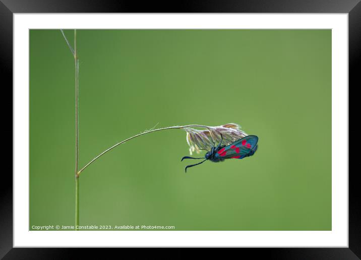 Burnet moth Framed Mounted Print by Jamie Constable