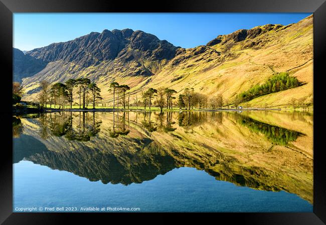 Buttermere Pines Lake District Framed Print by Fred Bell