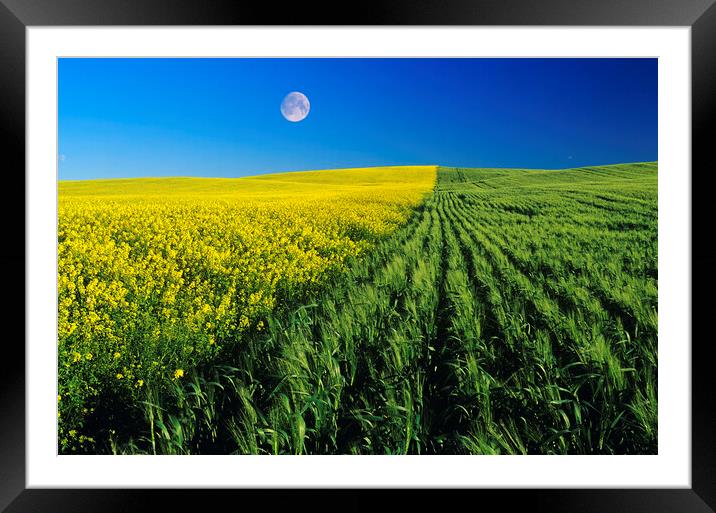 Mustard and Wheat Fields Framed Mounted Print by Dave Reede