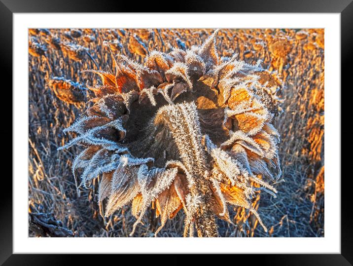 close-up of sunflower head with frost on it Framed Mounted Print by Dave Reede