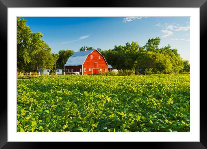 Soybean Field and Red Barn Framed Mounted Print by Dave Reede