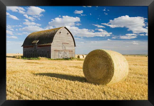 old barn and round durum wheat straw bales Framed Print by Dave Reede