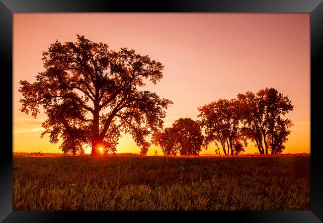 sunrise, cottonwood tree Framed Print by Dave Reede