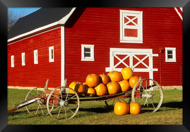 wagon with pumpkins next to red barn Framed Print by Dave Reede