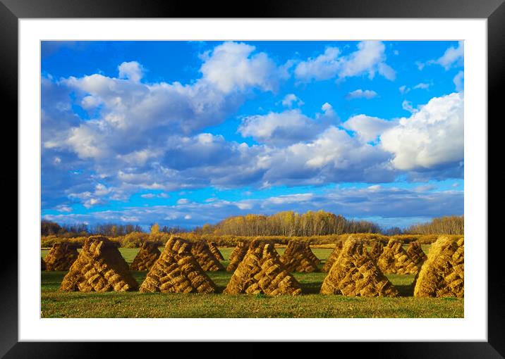 hay bales Framed Mounted Print by Dave Reede