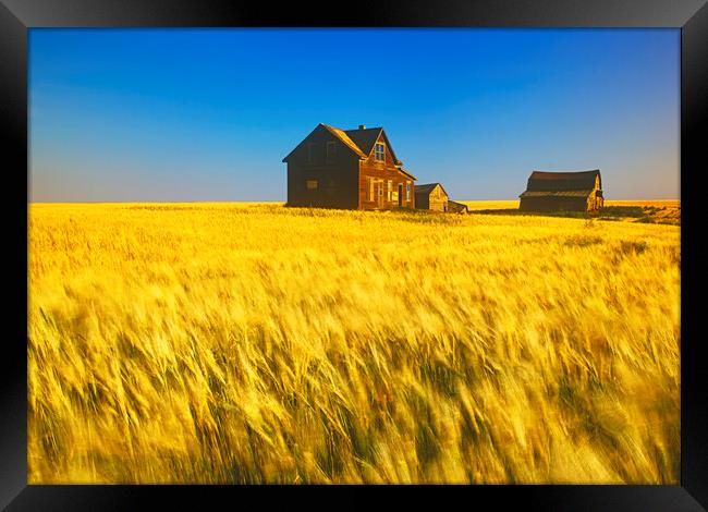 abandoned farm house, wind-blown  durum wheat fiel Framed Print by Dave Reede