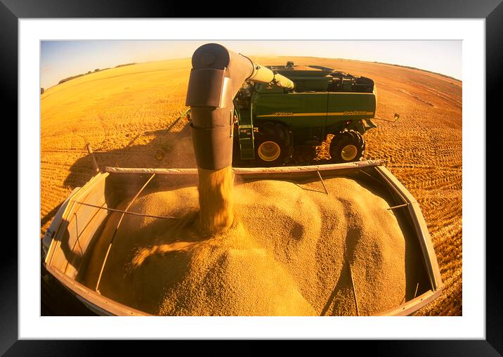a combine unloads wheat into a truck during the spring wheat harvest Framed Mounted Print by Dave Reede