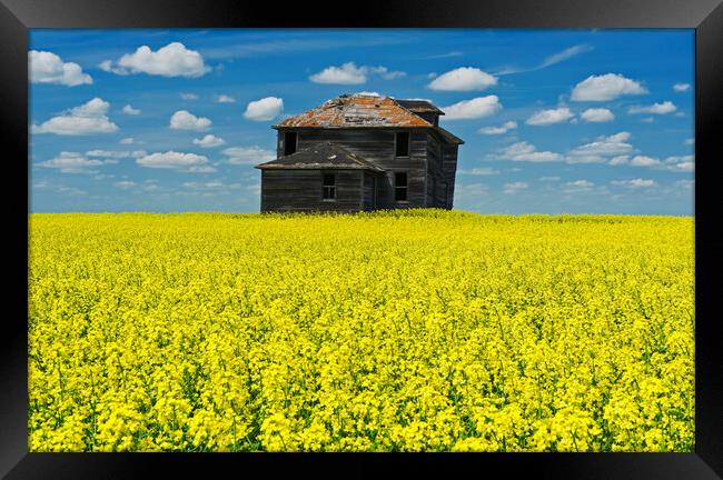 Old Farmhouse in Canola Field  Framed Print by Dave Reede