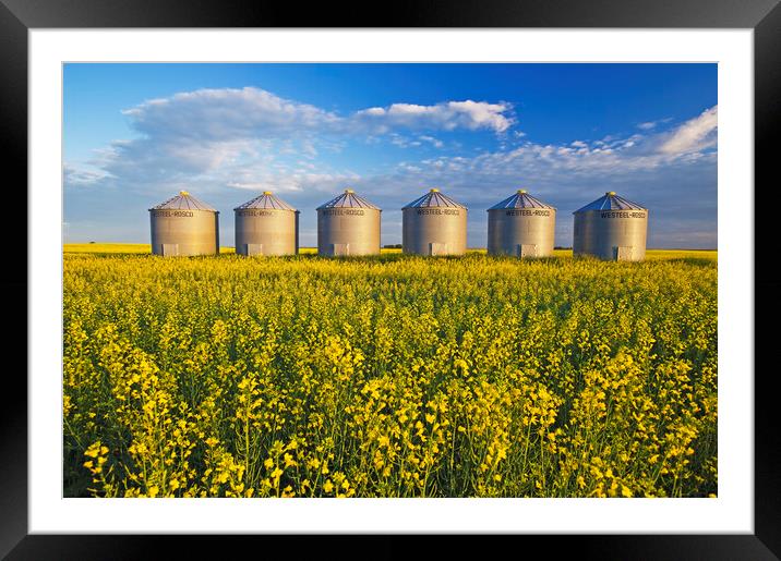 Grian Bins in Canola Field Framed Mounted Print by Dave Reede