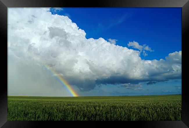 Rainbow Over Wheat Field Framed Print by Dave Reede