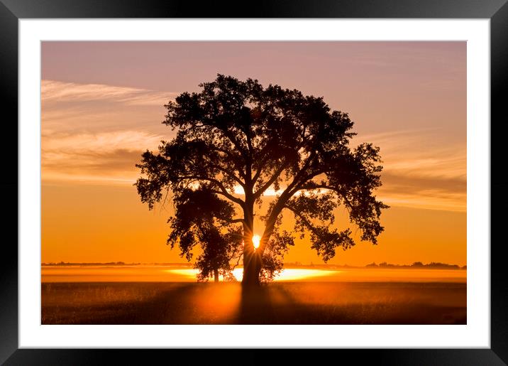 Cottonwood Tree at Sunrise Framed Mounted Print by Dave Reede