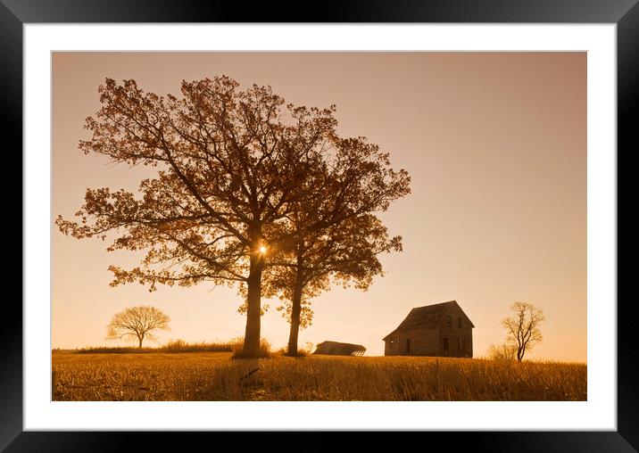 Old House and Oak Trees Framed Mounted Print by Dave Reede