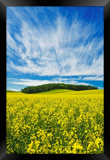Canola Field Framed Print by Dave Reede