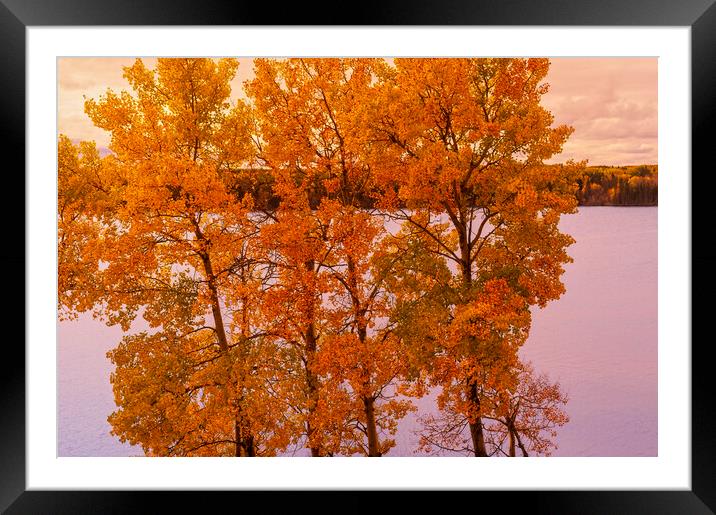 fall colours Framed Mounted Print by Dave Reede