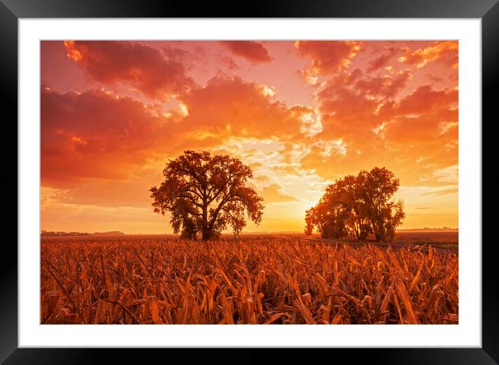 sunrise, cottonwood tree Framed Mounted Print by Dave Reede
