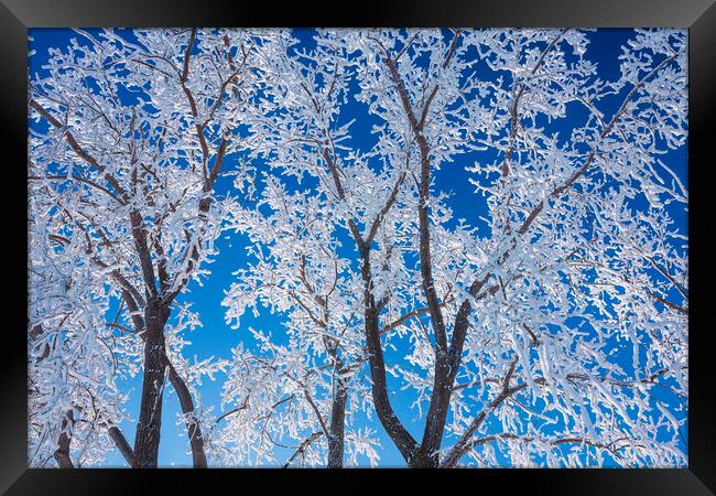 trees covered with hoarfrost#2 Framed Print by Dave Reede