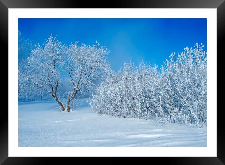 field with frost covered trees Framed Mounted Print by Dave Reede