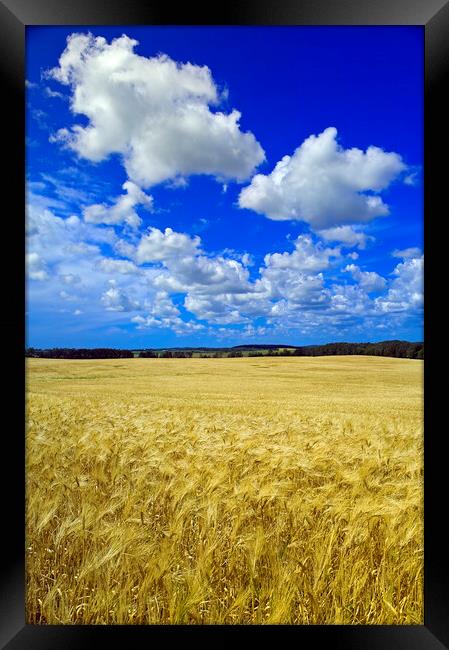 maturing barley crop Framed Print by Dave Reede