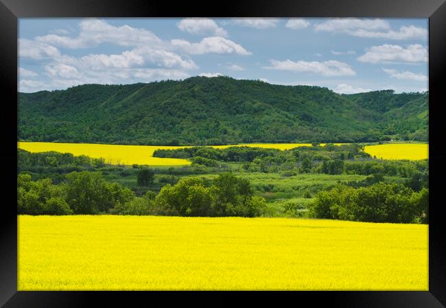 eroded hills and farmland with canola Framed Print by Dave Reede