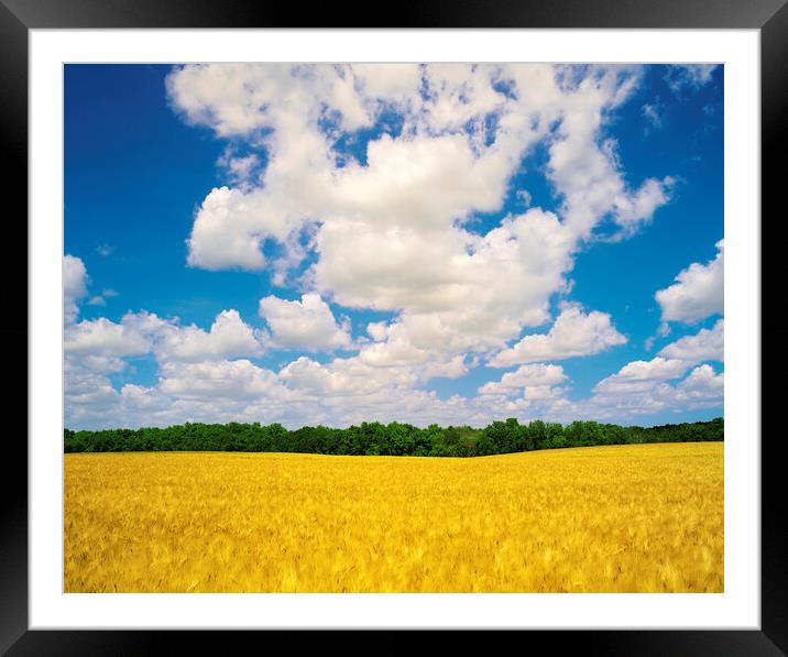 mature barley crop and sky with cumulus clouds Framed Mounted Print by Dave Reede