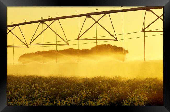 center pivital irrigation system irrigates potatoes Framed Print by Dave Reede