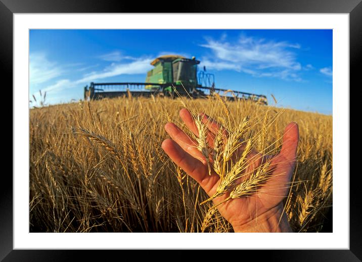 a farmer holds mature heads of winter wheat Framed Mounted Print by Dave Reede