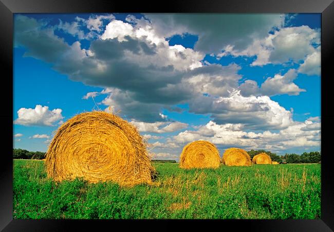 round alfalfa bales Framed Print by Dave Reede