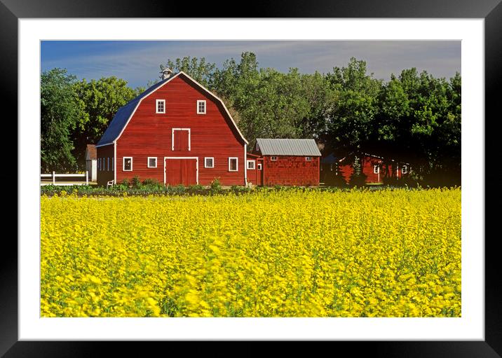 a field of bloom stage canola with a barn in  background Framed Mounted Print by Dave Reede