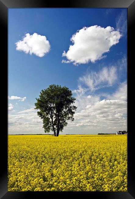 canola field with cottonwood tree Framed Print by Dave Reede