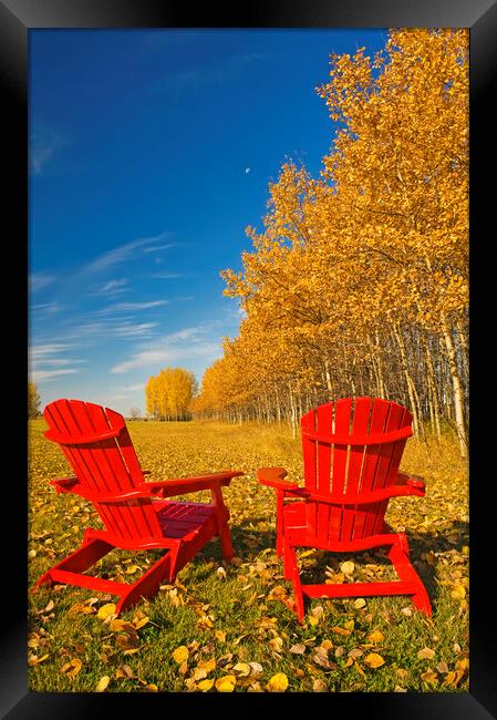 two chairs at the edge of a field with aspen in au Framed Print by Dave Reede