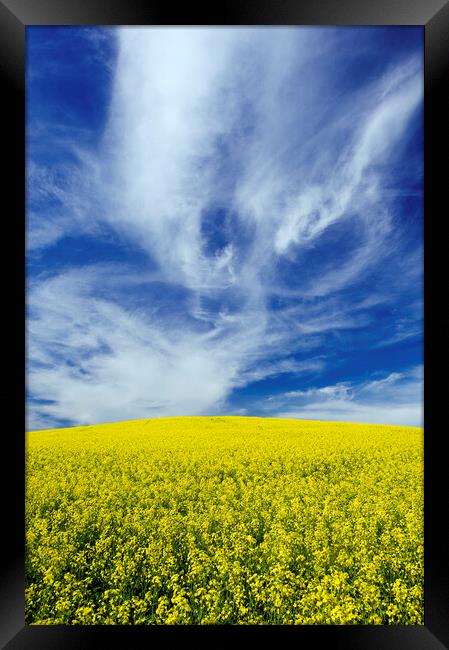 blooming canola field with cirrus clouds in the sky Framed Print by Dave Reede